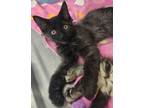 Adopt Shakira a Maine Coon