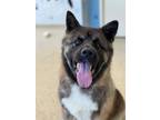 Adopt Dora a Akita, Mixed Breed