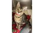 Adopt Selkie a Domestic Short Hair