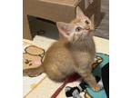Adopt Paxton a Domestic Short Hair
