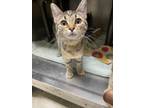 Adopt Rogue a Domestic Short Hair
