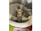 Adopt Kelpie a Domestic Short Hair