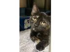 Adopt Ms. Marvel a Domestic Short Hair