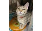 Adopt Jubilee a Domestic Short Hair