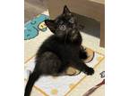 Adopt Patty a Domestic Short Hair