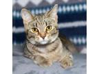 Adopt Rhonda a Domestic Short Hair