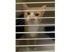 Adopt Bing-Bong a Domestic Short Hair