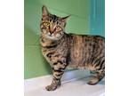 Adopt Lotus a Domestic Short Hair
