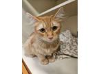 Adopt Juliette a Manx, Domestic Short Hair