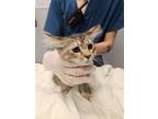 Adopt Sonya a Manx, Domestic Short Hair