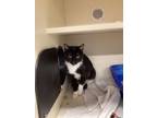 Adopt Matilda a Domestic Short Hair
