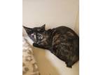 Adopt Sarah a Manx, Domestic Short Hair