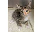 Adopt Microphone a Domestic Short Hair