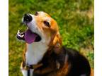 Adopt Phoenix a Beagle, Mixed Breed