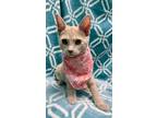 Adopt Disco Ball a Domestic Short Hair