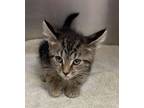 Adopt Roller Skate a Domestic Short Hair