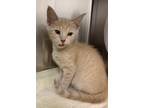 Adopt Turntable a Domestic Short Hair
