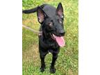 Adopt Nana a Shepherd, Mixed Breed