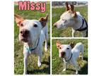 Adopt Missy- FOSTER NEEDED a American Staffordshire Terrier