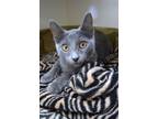 Adopt Monroe a Domestic Short Hair