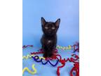 Adopt Millie a Domestic Short Hair