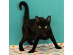 Adopt Fluffernutter a Domestic Short Hair