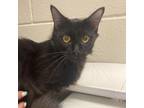 Adopt Baclava a Domestic Medium Hair