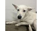 Adopt Bambi a Shepherd