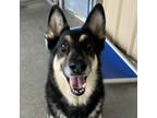 Adopt Lilly a German Shepherd Dog