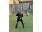 Adopt Chunky Monkey a Mixed Breed
