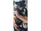 Adopt Little Dot a Pug