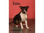 Adopt Eska a Pit Bull Terrier