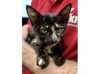 Adopt Remi a Domestic Short Hair