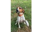 Adopt Bessie a Hound