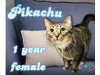 Adopt Pikachu a Domestic Short Hair