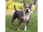 Adopt Lavendar a Pit Bull Terrier