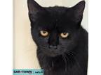 Adopt Janis a Domestic Short Hair
