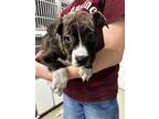 Adopt Green Bean a Akita, Saint Bernard