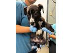 Adopt Kidney Bean a Akita, Saint Bernard