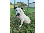 Adopt Meadow a Pit Bull Terrier, Mixed Breed