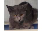Adopt Julie a Domestic Short Hair