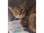 Adopt Ann a Domestic Short Hair