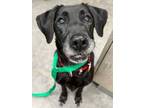 Adopt Agatha a Labrador Retriever