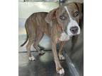 Adopt Brin a Hound