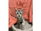 Adopt Lily a Domestic Short Hair