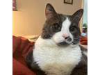 Adopt Roxy a Domestic Short Hair