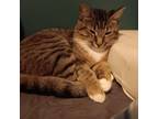 Adopt Bridget Bishop a Domestic Short Hair
