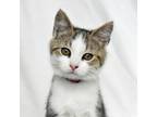 Adopt Mary Jane a Domestic Short Hair