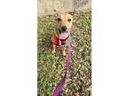 Adopt Willow a Carolina Dog, Labrador Retriever