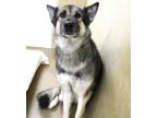 Adopt 44536 - Nova a German Shepherd Dog
